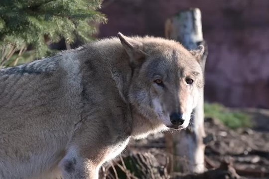 Kraj vyhodnotil náhrady za škody na zvířatech