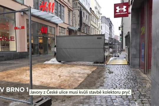 Javory na České musí být kvůli stavbě kolektoru pokáceny