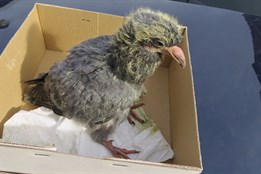 Záchranné stanice pečovaly o tisíce zvířat, teď jim chybí peníze