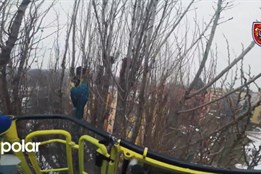 Papoušek Ara uvízl v Karviné v koruně stromu, zachránili ho hasiči