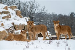 Do zlínské zoo za korunu? Stačí přinést pololetní vysvědčení