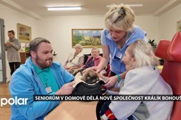 Seniorům v havířovském domově dělá nově společnost králík Bohoušek