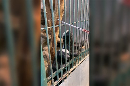 Olomoucká medojedí dvojčata: sameček a samička už objevují svět