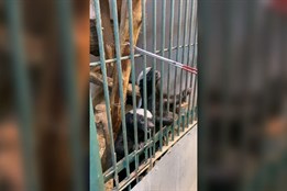 Olomoucká medojedí dvojčata: sameček a samička už objevují svět