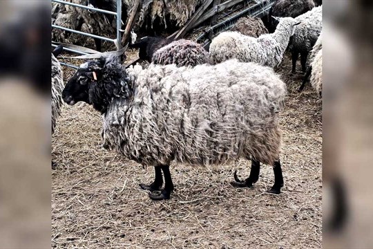 Hrůzný případ týrání ovcí na Olomoucku