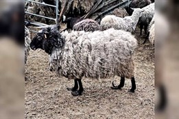 Hrůzný případ týrání ovcí na Olomoucku