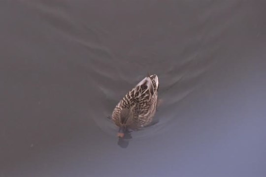 V Železném Brodě byla potvrzena ptačí chřipka