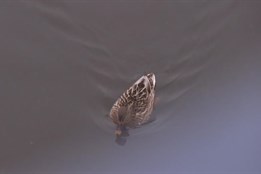 V Železném Brodě byla potvrzena ptačí chřipka