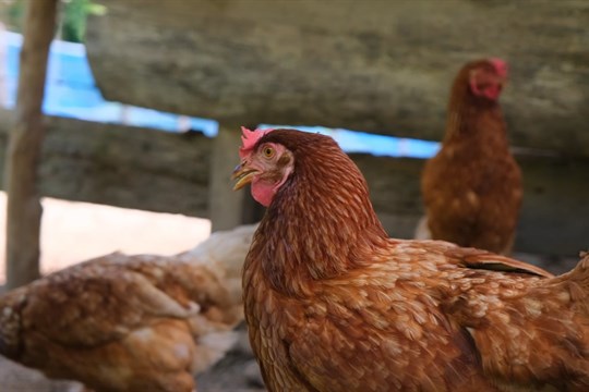 Nové ohnisko ptačí chřipky na Šumpersku