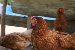 Nové ohnisko ptačí chřipky na Šumpersku