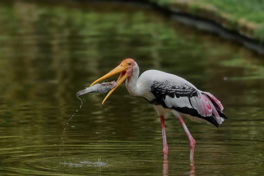 Zlínská zoo se zapojí do ochrany mokřadů. O jejich důležitosti poučí i veřejnost