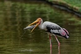 Zlínská zoo se zapojí do ochrany mokřadů. O jejich důležitosti poučí i veřejnost
