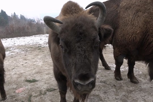 Zubři ze Svatého Kopečku pomáhají návratu druhu do volné přírody