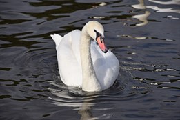 V Uherském Hradišti se potvrdila ptačí chřipka. Veterináři vyzývají k opatrnosti