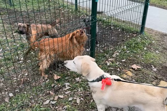 Šumperk upouští od vlastního psího útulku