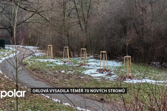 Orlová vysadila téměř 70 nových stromů