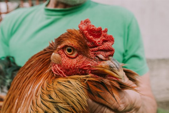 Velkochov drůbeže v Bohumíně postihla newcastleská choroba, lidé v okolí mají chránit své chovy