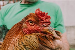 Velkochov drůbeže v Bohumíně postihla newcastleská choroba, lidé v okolí mají chránit své chovy