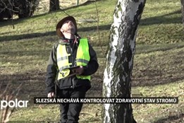 Slezská Ostrava nechává kontrolovat zdravotní stav stromů, do dubna jich arboristé projdou 12 tisíc