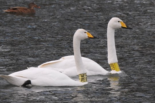 Pozor při krmení vodních ptáků – hrozí otrava a úhyn