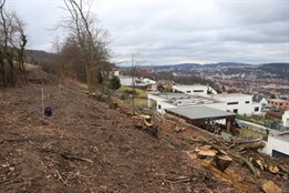 Na Boněckých pasekách ve Zlíně někdo pokácel vzrostlé stromy