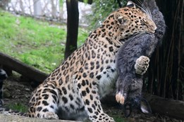Zvířata v olomoucké zoo spořádají ročně krmivo za 8,7 milionu korun