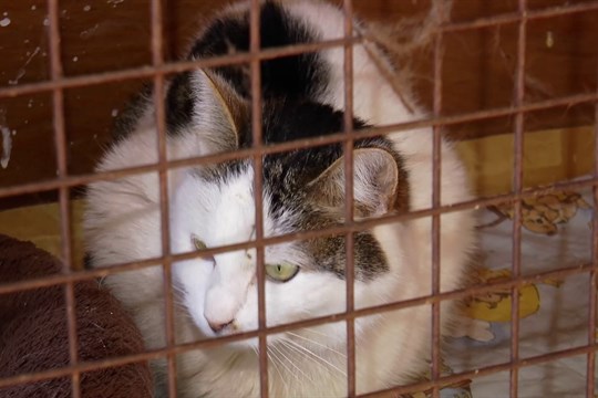 Kyjov i letos podporuje kastrace koček