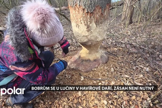 Lučina ožila bobry, Povodí Odry vývoj sleduje a nemusí prozatím zasahovat