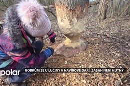 Lučina ožila bobry, Povodí Odry vývoj sleduje a nemusí prozatím zasahovat