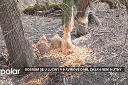 U řeky Lučiny v Havířově se daří bobrům, zásah vodohospodářů není nutný
