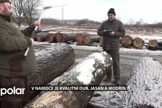 Ostrava chystá aukcí kvalitního dřeva. Na prodej bude hlavně dub, jasan a modřín