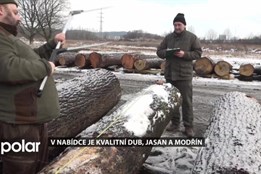 Ostrava chystá aukcí kvalitního dřeva. Na prodej bude hlavně dub, jasan a modřín