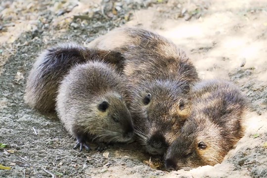 Nutrie ničí břehy Moravy, kormoráni decimují ryby