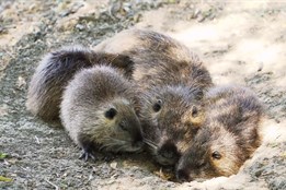 Nutrie ničí břehy Moravy, kormoráni decimují ryby