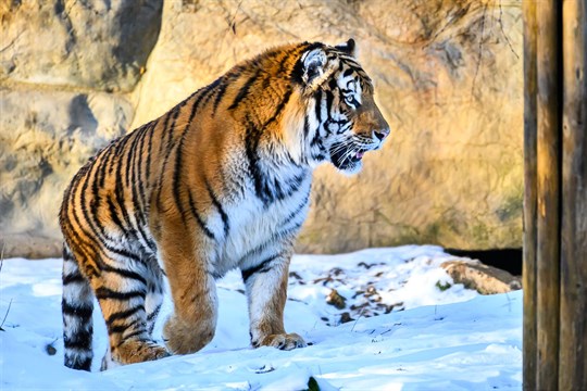 Ozzy se zabydluje v Portugalsku. Tygří samec ze zlínské zoo zamířil do Lisabonu