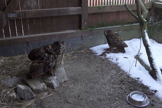 Olomoucký kraj zdvojnásobil dotace pro záchranné stanice. Rozdělí 600 tisíc korun
