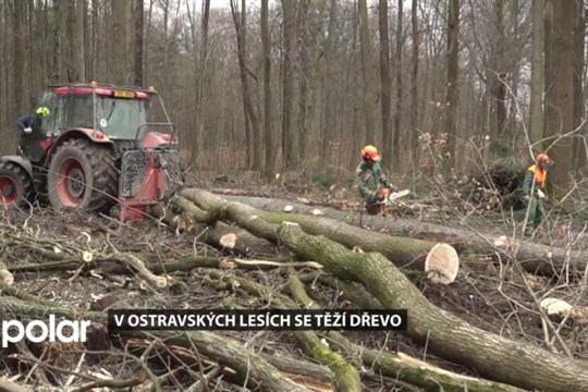 V ostravských lesích se těží dřevo. Aktuálně v Bělském lese