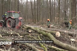 V ostravských lesích se těží dřevo. Aktuálně v Bělském lese