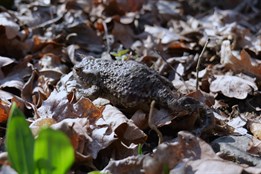 Dobrovolníci v Přerově znovu pomáhají žábám přes rušnou silnici