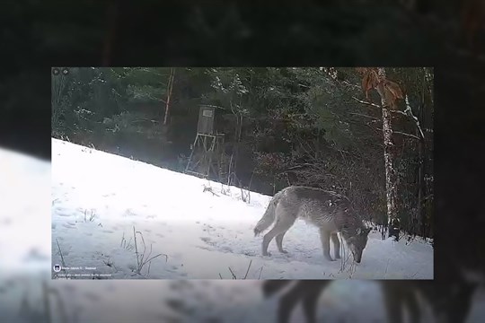 Vlk byl opakovaně spatřen u Jestřebí, odborníci vyzývají k obezřetnosti