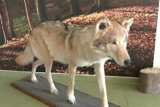 Kraj podpoří pět projektů v oblasti životního prostředí