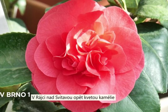 Na zámku Rájec nad Svitavou opět kvetou kamélie