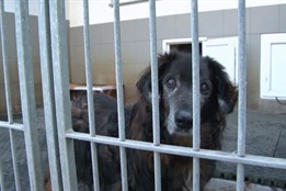 Olomouc vrací péči o zatoulané psy do neředínského útulku