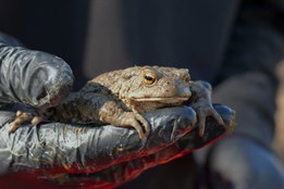 Žáby na cestě za životem: dobrovolníci u Přerova zachraňují tisíce obojživelníků