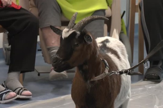 Terapeutické kozičky pomáhají seniorům