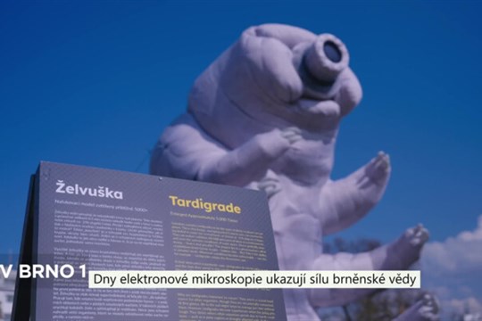 Dny elektronové mikroskopie ukazují sílu brněnské vědy