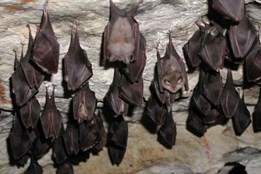 Netopýři se probouzejí: jeskyně lákají na speciální prohlídky