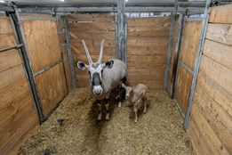 Zoo Olomouc slaví rekord: narodilo se 14 mláďat oryxů