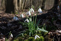 Jarní Litovelské Pomoraví: krajina probouzející se v barvách