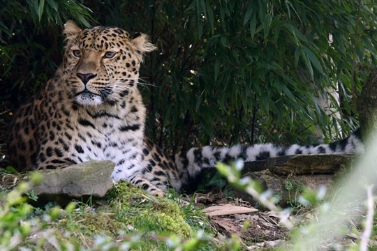 Tři vzácní levharti po deseti letech: Zoo Olomouc slaví výjimečný přírůstek